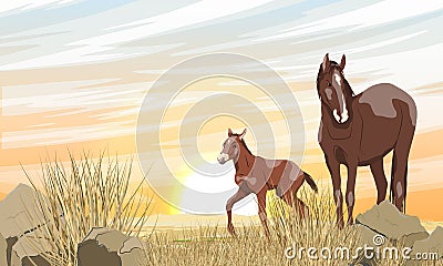 A brown horse with a white spot and its foal are walking along a desert rocky area with stones and dry grass. Sunset in the steppe Vector Illustration