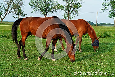 Brown Horses Stock Photo