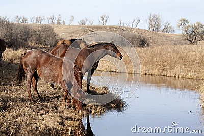 Brown horses drinking from stream Stock Photo