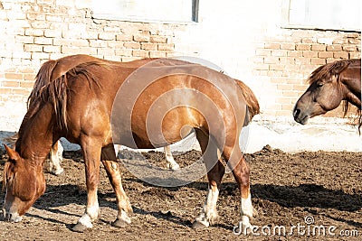 Brown horses feed on a farm in the sunshine light Stock Photo