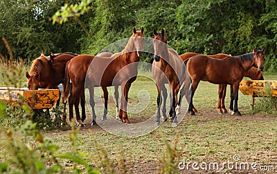 Brown horses in a field Stock Photo