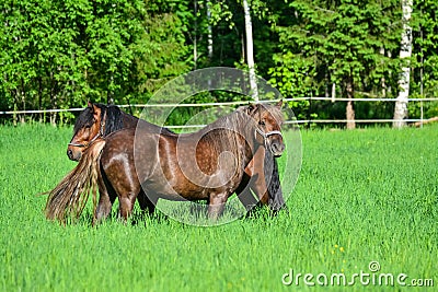 Horses pasture on green field in summer Stock Photo