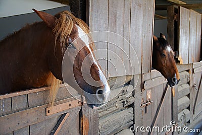 Brown horses in stable Stock Photo