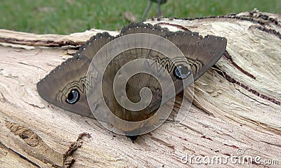 Brown house moth Stock Photo