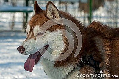 Portrait of a brown husky dog Stock Photo