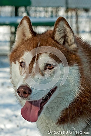 Portrait of a brown husky dog Stock Photo