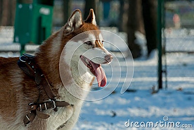 Portrait of a brown husky dog Stock Photo