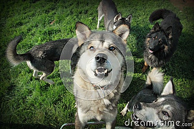 Brown husky and other dogs Stock Photo