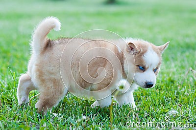 Brown husky puppy walking through the grass Stock Photo