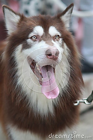 Brown husky Stock Photo