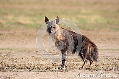 Brown hyena Stock Photo