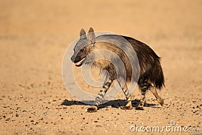 Brown hyena Stock Photo