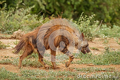 Brown hyena Hyaena brunnea walking by, Madikwe Game Reserve, South Africa. Stock Photo