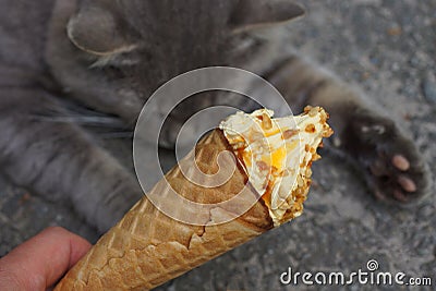 Brown ice cream with yellow jam on the background of a gray sleeping cat Stock Photo