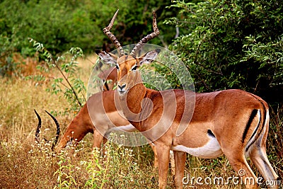 Brown impalas male with long horns in Kruger National park. Large antelope Stock Photo