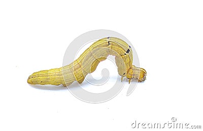 Brown inchworm or inch worm larva caterpillar. Mocis marcida, the withered mocis, is a species of moth of the family Erebidae. Stock Photo