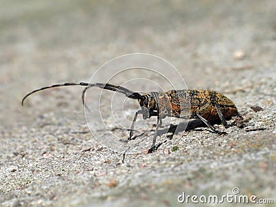 Single brown grasshoper Stock Photo