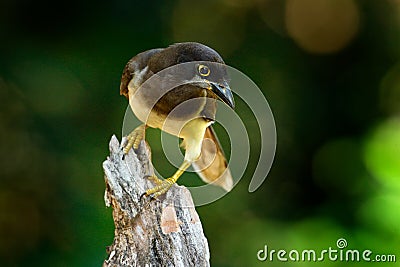 Brown Jay, jungle forest. Brown Jay, Cyanocorax morio, bird from green Costa Rica forest, in the tree habitat. Detail of tropic bi Stock Photo