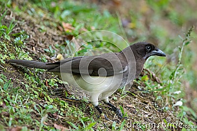 Brown Jay Stock Photo
