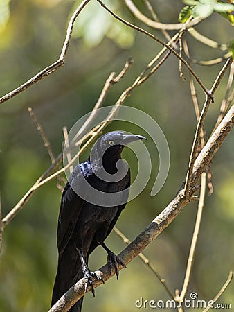 Brown Jay, Psilorhinus morio, is common in Central America, Honduras Stock Photo