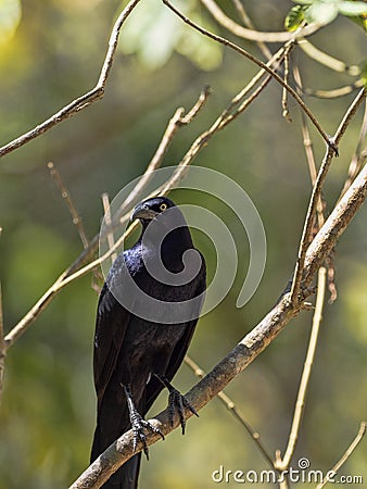 Brown Jay, Psilorhinus morio, is common in Central America, Honduras Stock Photo