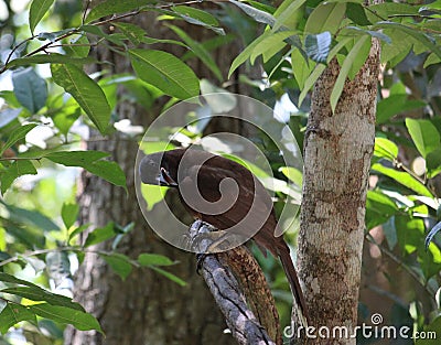 Brown jay singing in a weird position Stock Photo