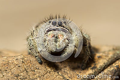 Brown jumping spider on a leaf macro portrait Stock Photo