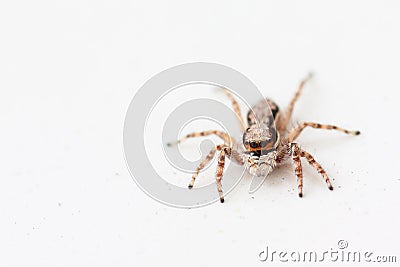 Brown Jumping spider Stock Photo