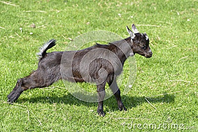 Brown juvenile goat on grass Stock Photo