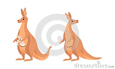 Brown Kangaroo Marsupial Animal with Powerful Hind Legs and Joey in Pouch Vector Set Vector Illustration