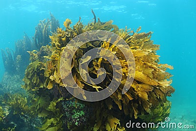 Brown kelp covered large undersea rock Stock Photo