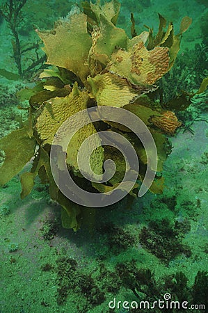 Brown kelp in murky water Stock Photo