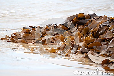 Brown kelp seaweed on the beach Stock Photo