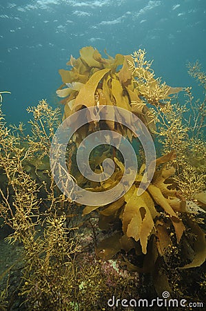 Brown kelp and seaweed Stock Photo