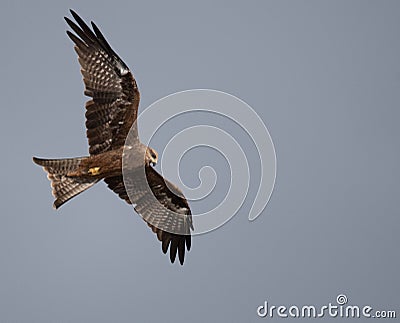 Brown kite bird flying in the blue sky Stock Photo