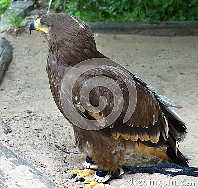 Brown Kite, Birds Predators Stock Photo