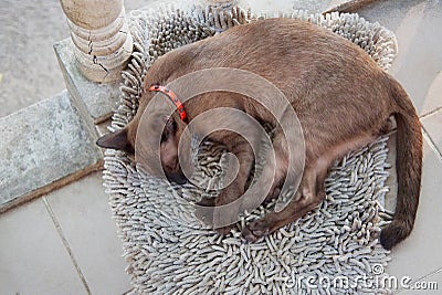 Brown kitten sleeping on carpet Stock Photo