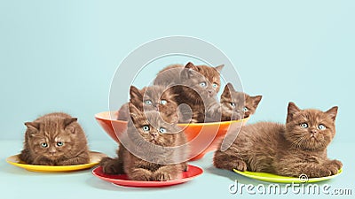 Brown kittens on colorful plates Stock Photo