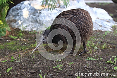 Brown kiwi Stock Photo