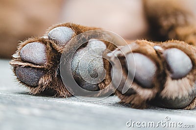 Brown labrador dog paws closeup shot Stock Photo