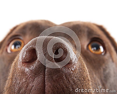 Brown labrador nose close-up Stock Photo