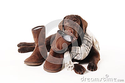 Brown labrador puppy chewing on boots with a scarf on a white b Stock Photo