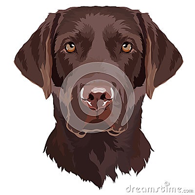 Brown Labrador Retriever Vector Illustration Vector Illustration