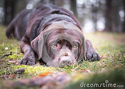 Brown labrador retriver with a sweet look on face laying down on the grass in nature Stock Photo