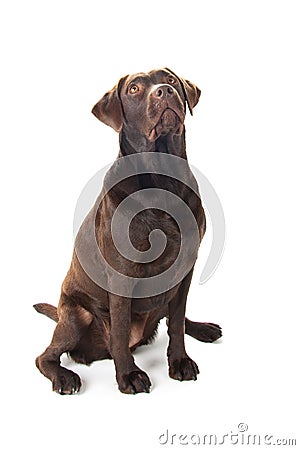 Brown labrador sitting and looking up Stock Photo