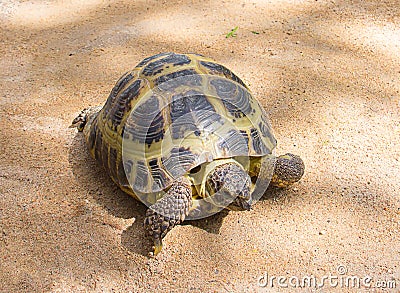 Brown land large turtle crawling on the yellow sand, walking home beloved pet Stock Photo