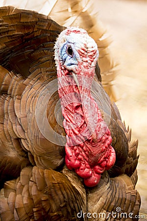 Brown large turkey face Stock Photo