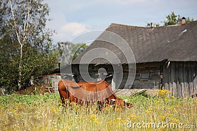 Brown Latvian cow at the pasture near the wooden barn Stock Photo