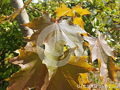Brown Leaf in Heusenstamm City in Germany Stock Photo