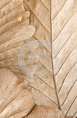 Brown leaf texture Stock Photo